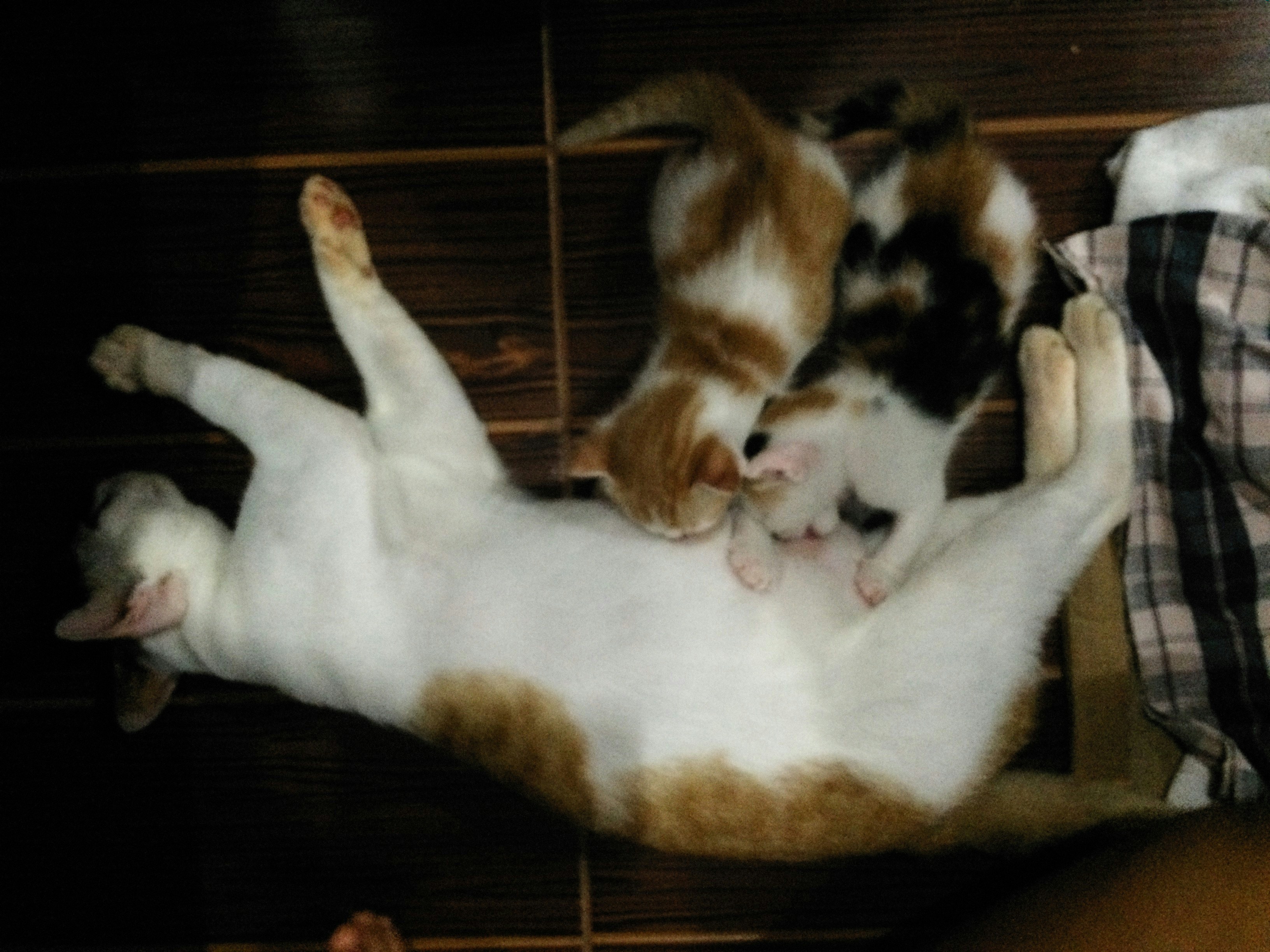 12 Kitten Behavior Training Lessons for Playtime