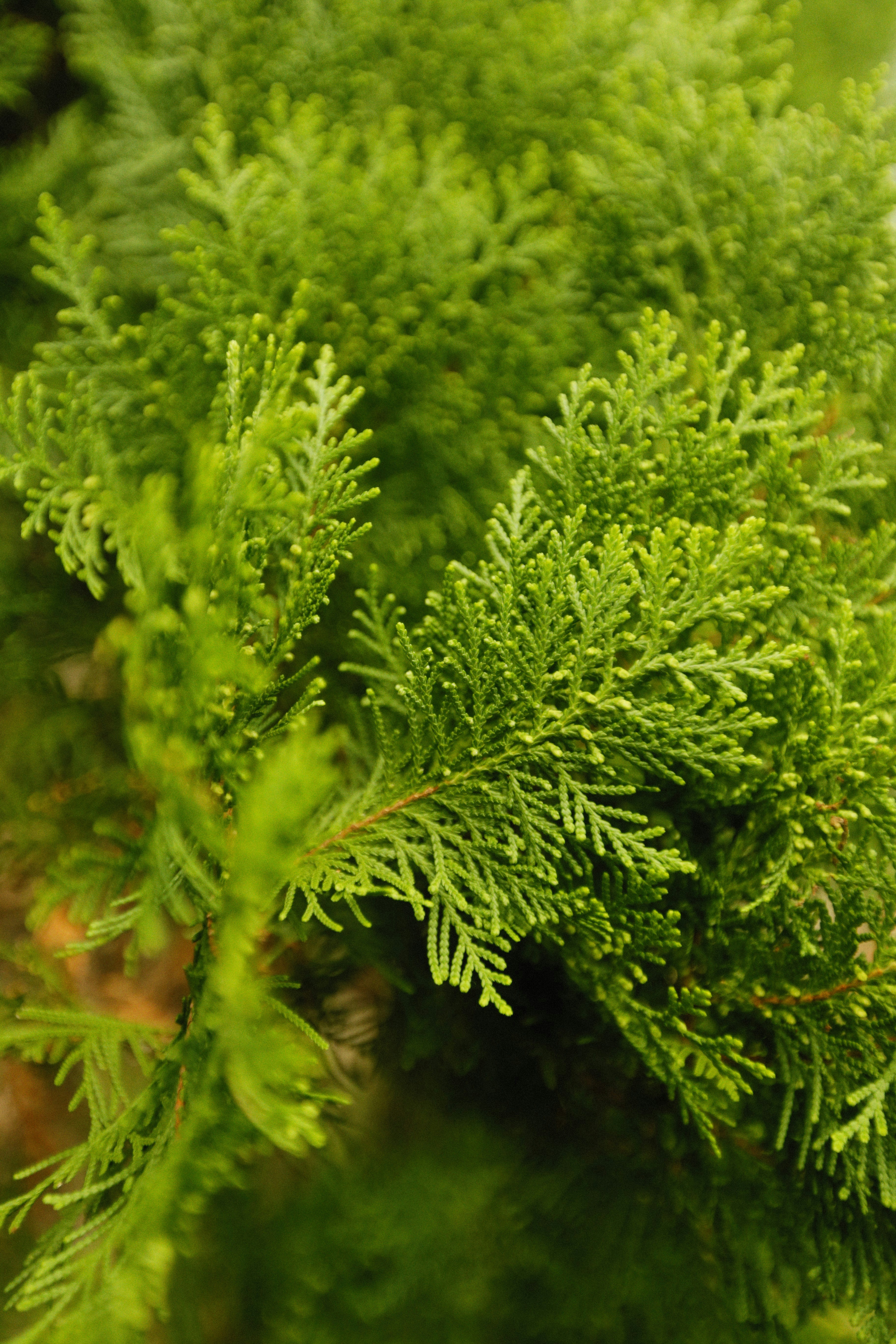 Photo by alexeydemidov