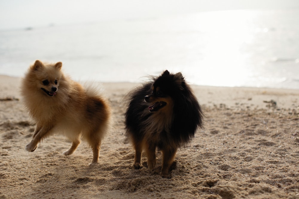 a couple of small dogs standing on top of a sandy beach