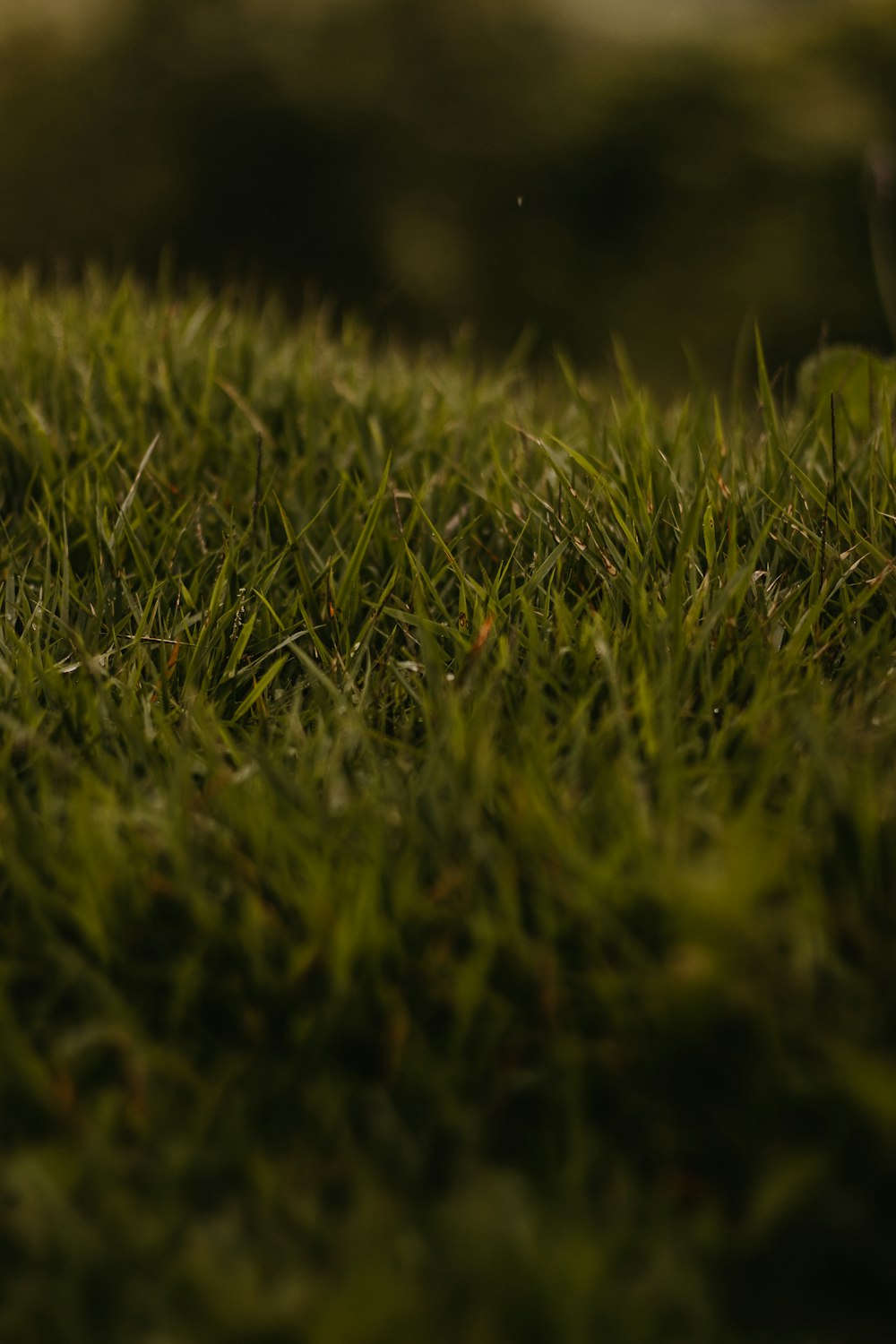 a close up of a green grass field