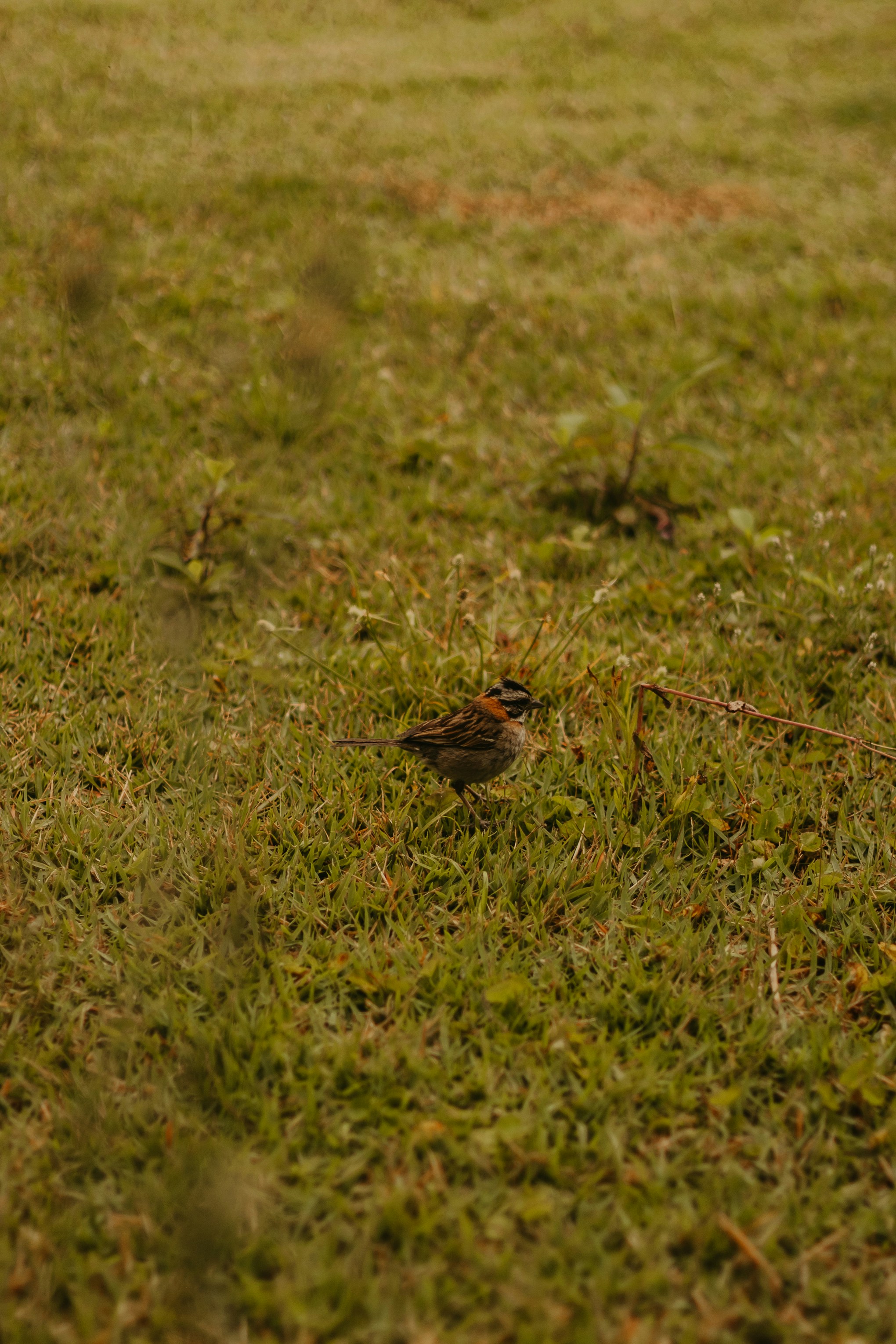 Photo by nicolequeiroz