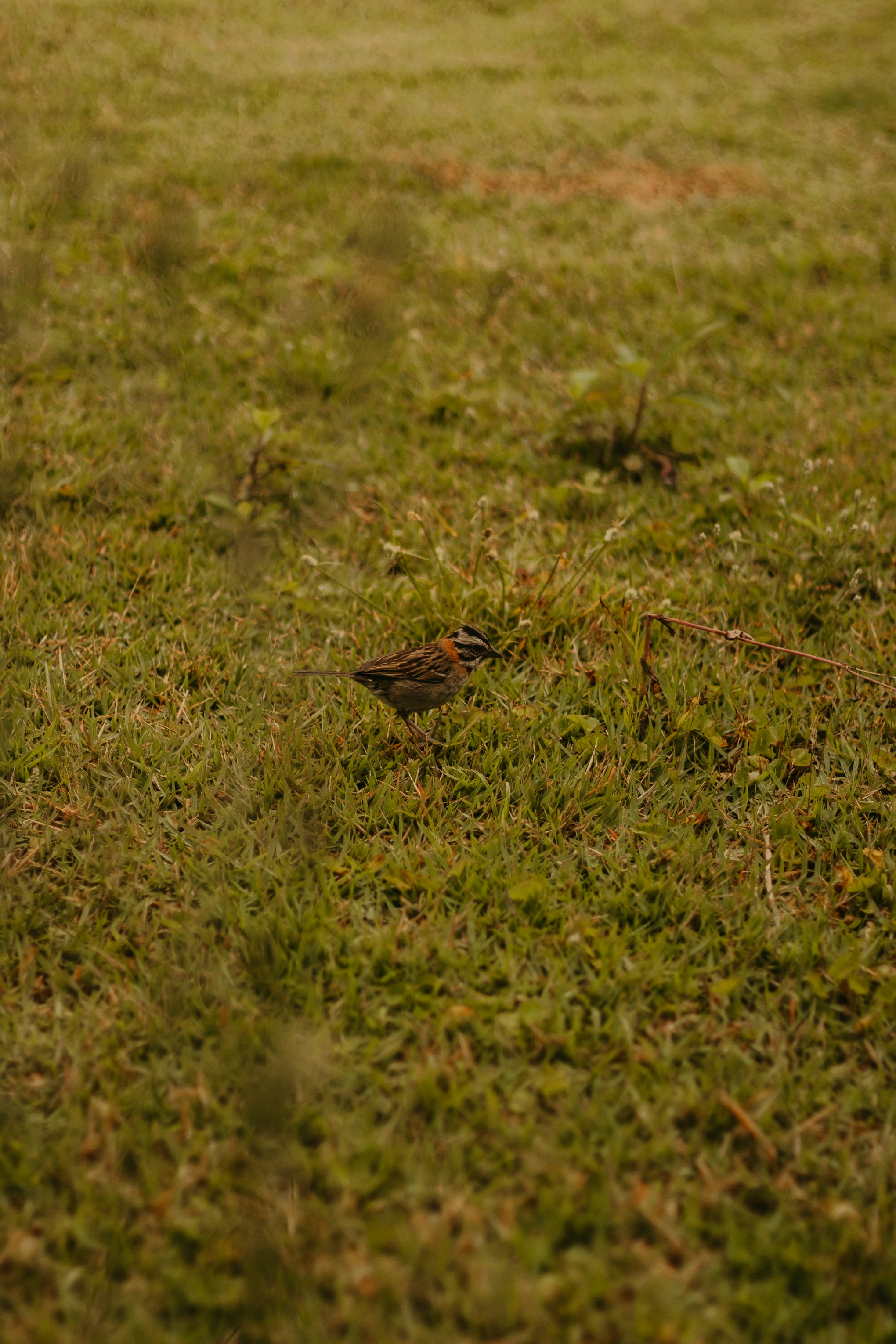 Photo by nicolequeiroz