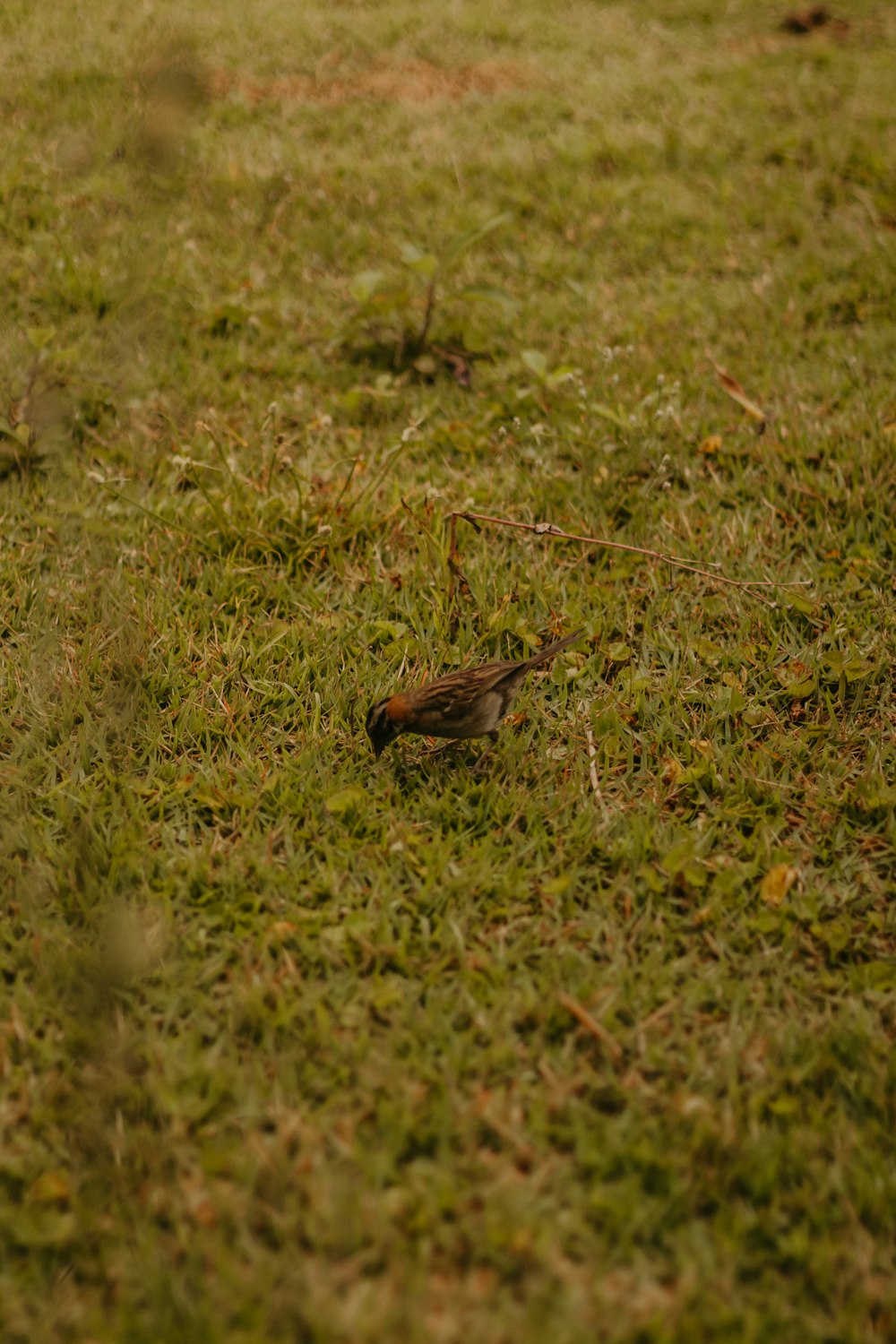 a small bird standing on top of a lush green field