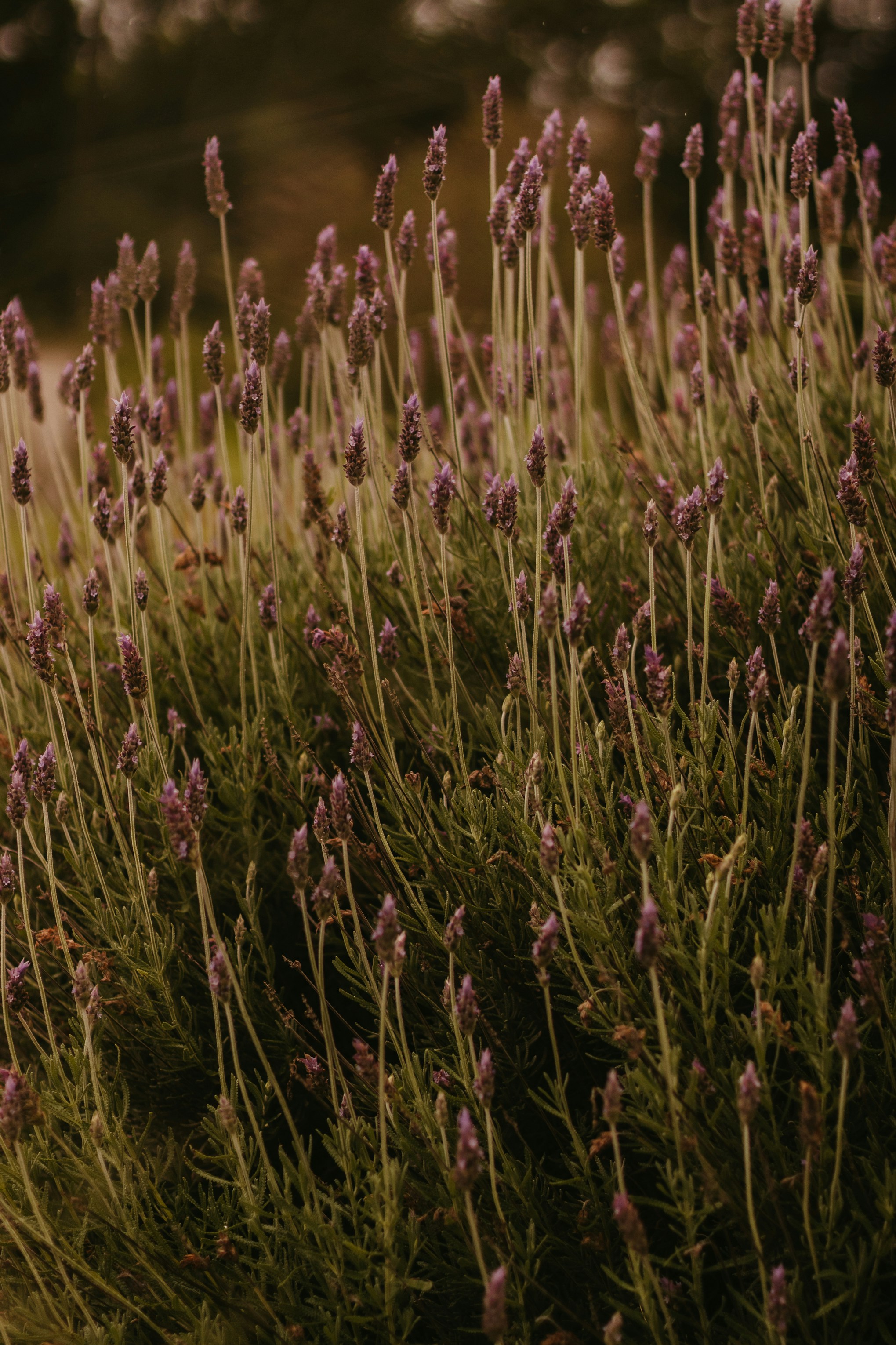 Photo by nicolequeiroz