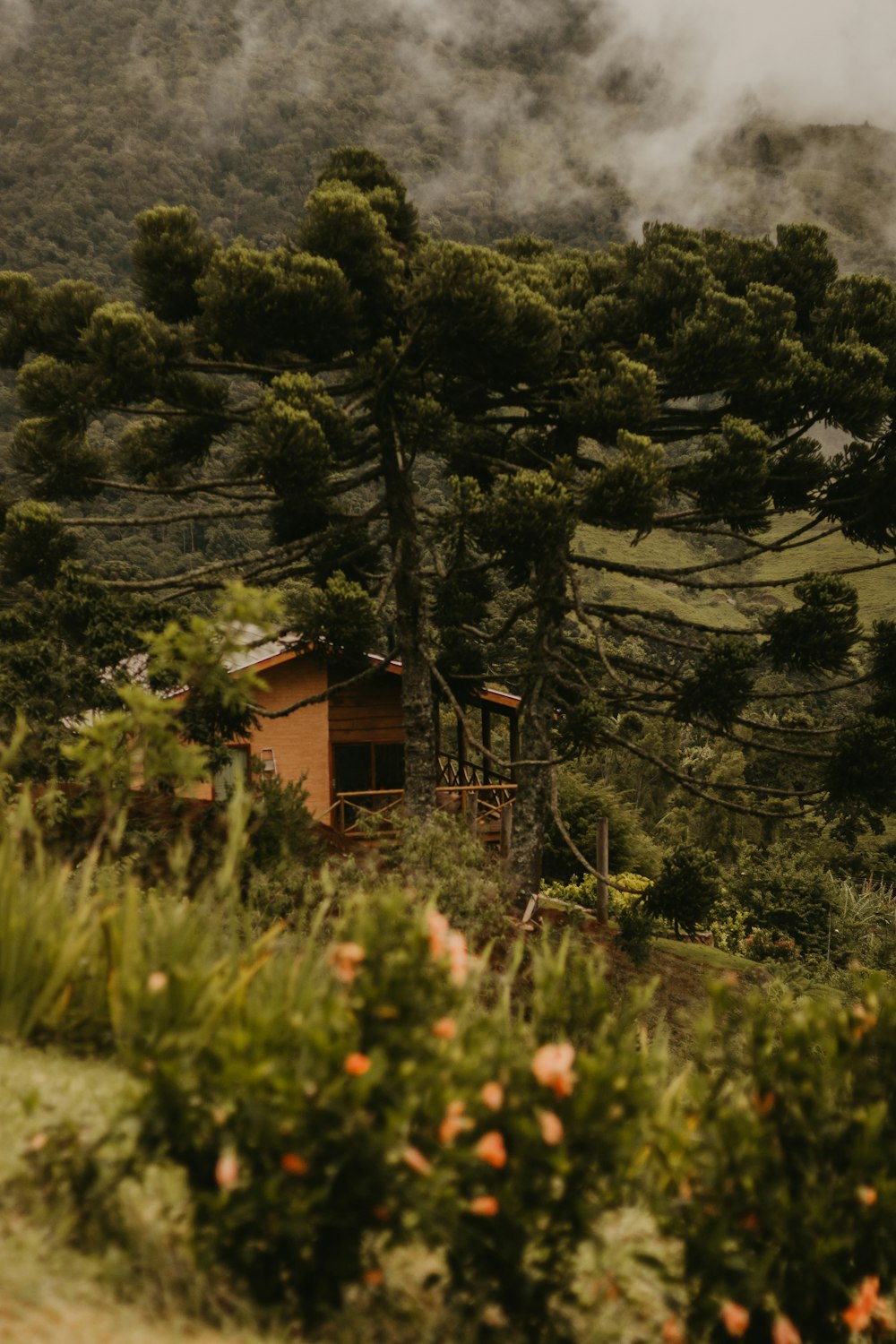 a house in the middle of a forest