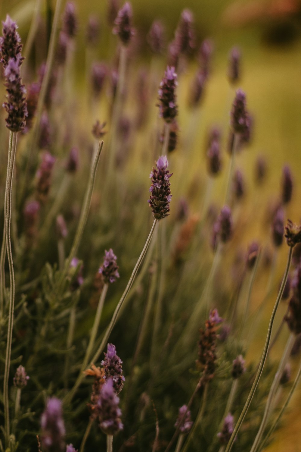 a bunch of purple flowers in a field