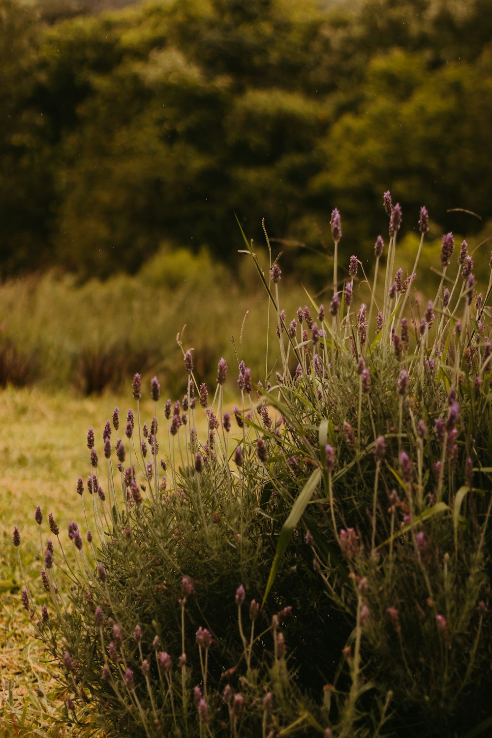 a cow standing in a field next to a bush