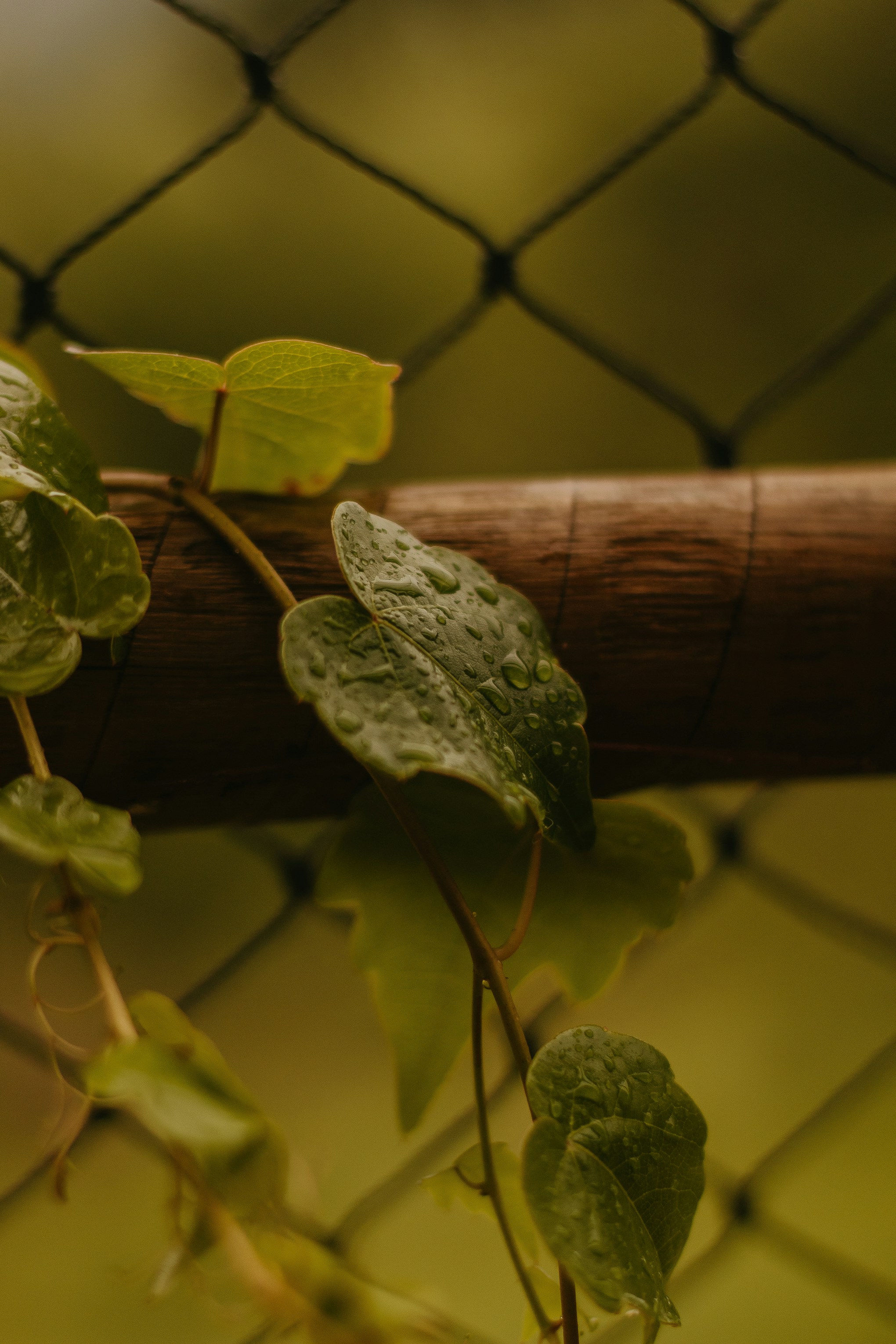 Photo by nicolequeiroz