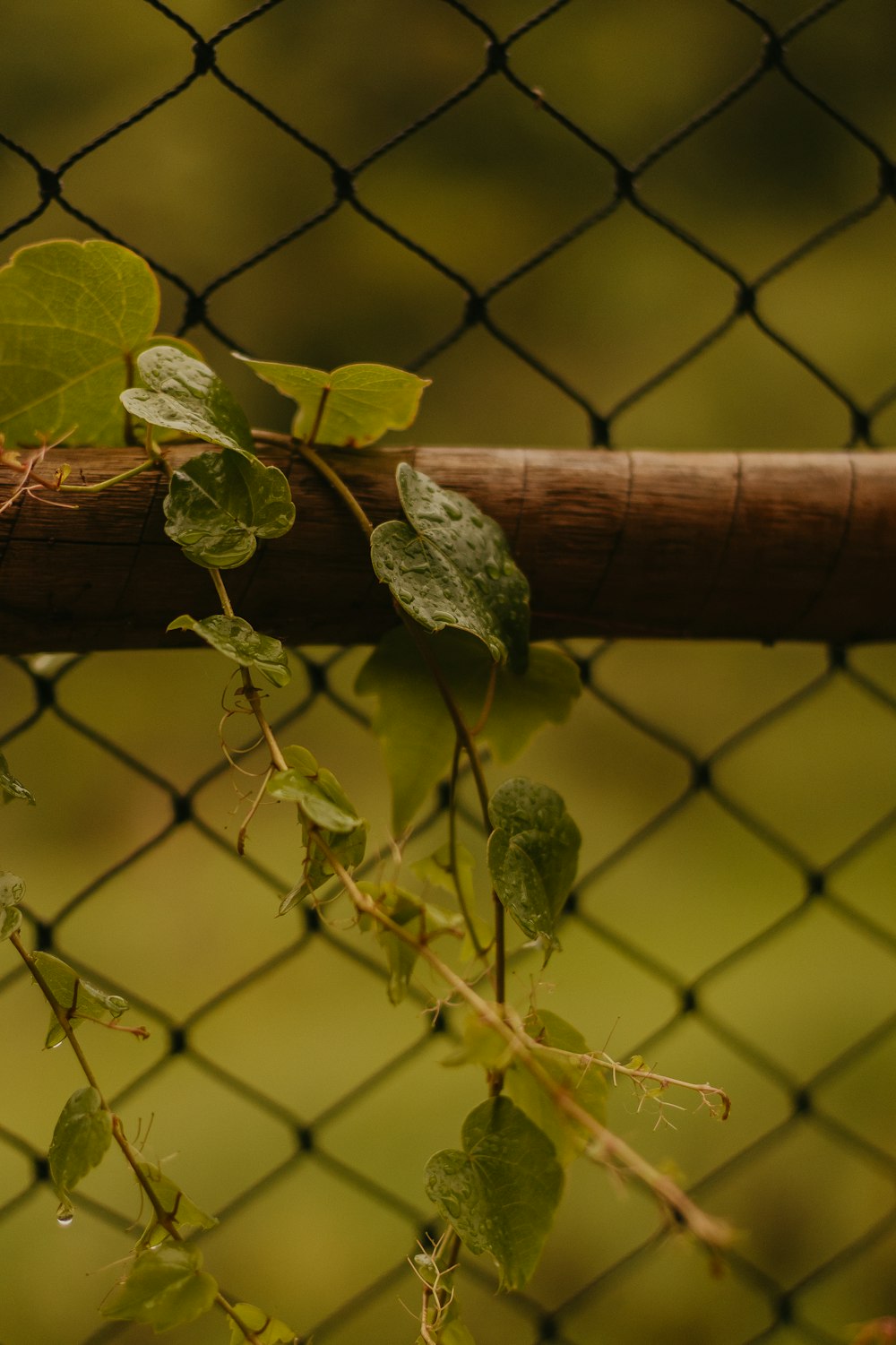 a close up of a vine on a fence