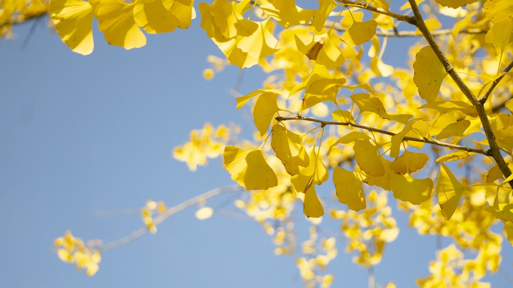 a tree with yellow leaves against a blue sky