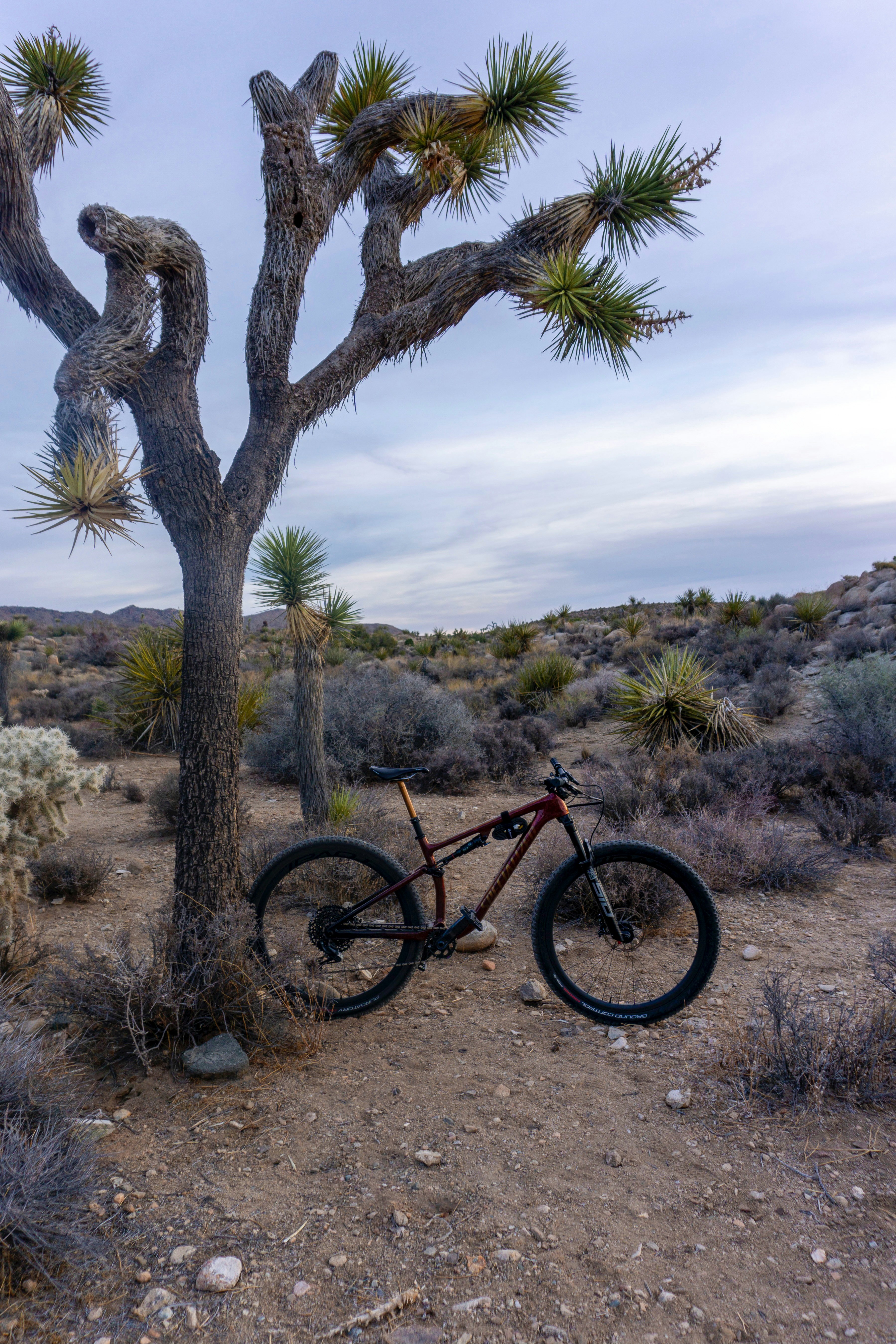 A mountain bike leaning against a tree in the desert photo – Free Joshua tree Image on Unsplash