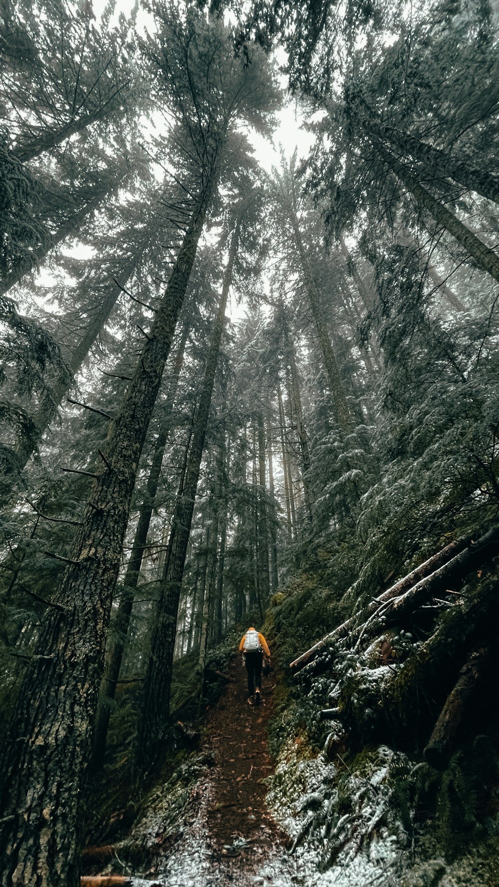 a person walking down a trail in the woods