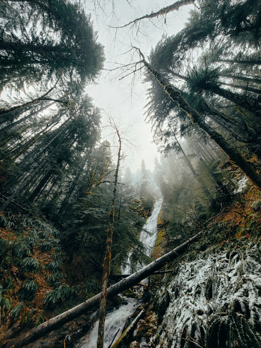 a forest filled with lots of tall trees