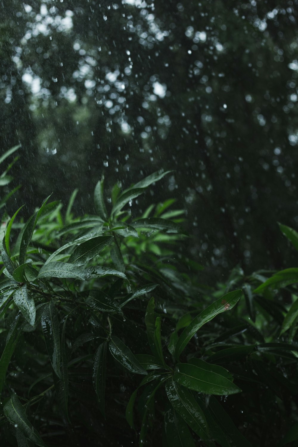 a close up of a plant with rain falling on it
