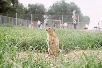 A prairie dog is standing upright on its hind legs in a grassy field, with a blurred background showing a chain-link fence and several people walking in the distance.