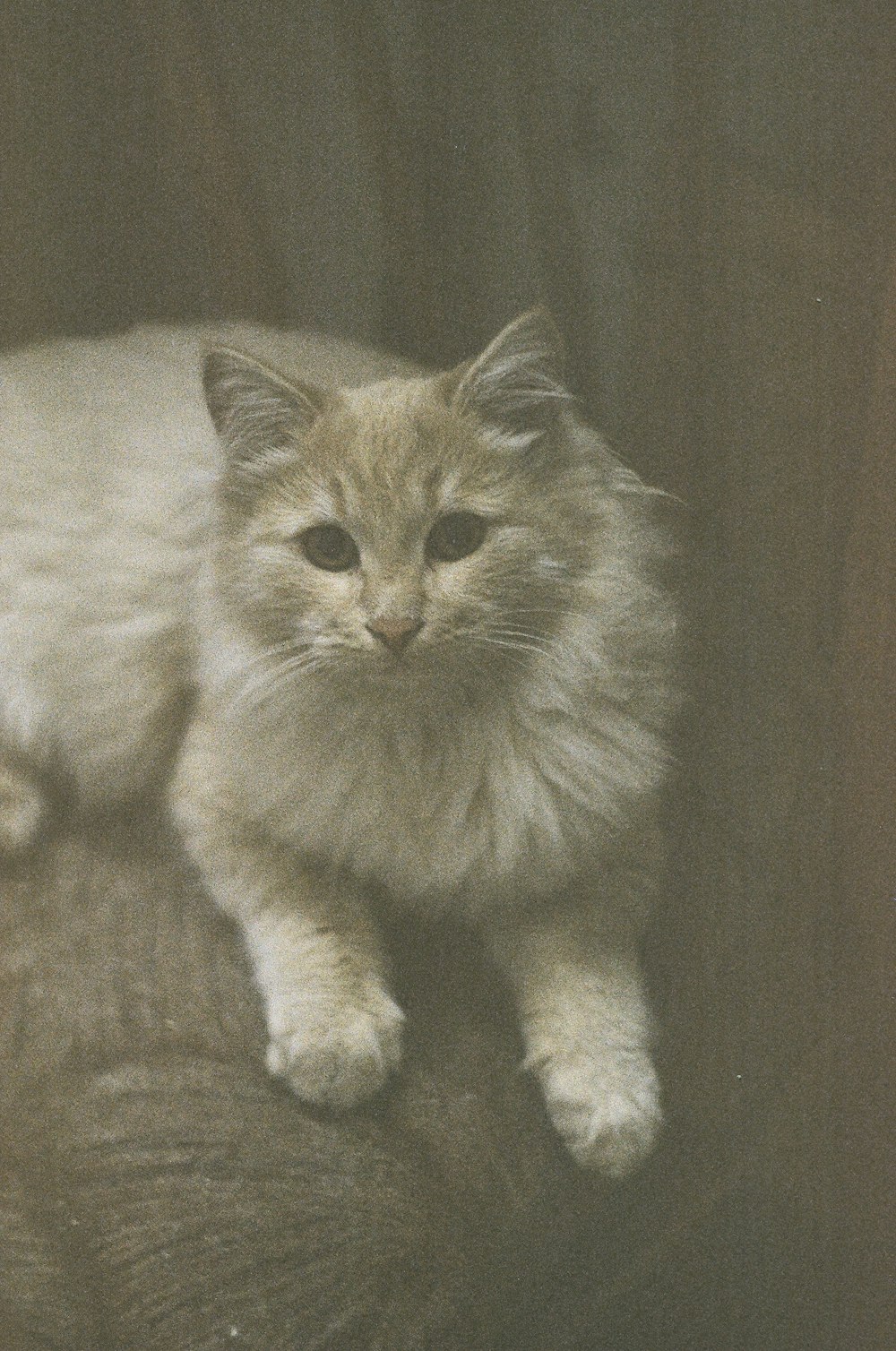 a white cat sitting on top of a couch