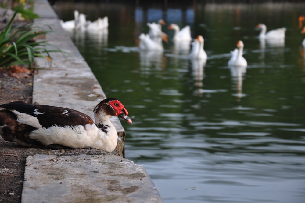 a duck is sitting on a ledge near the water