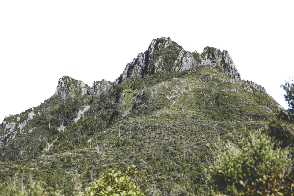 a very tall mountain covered in lots of trees