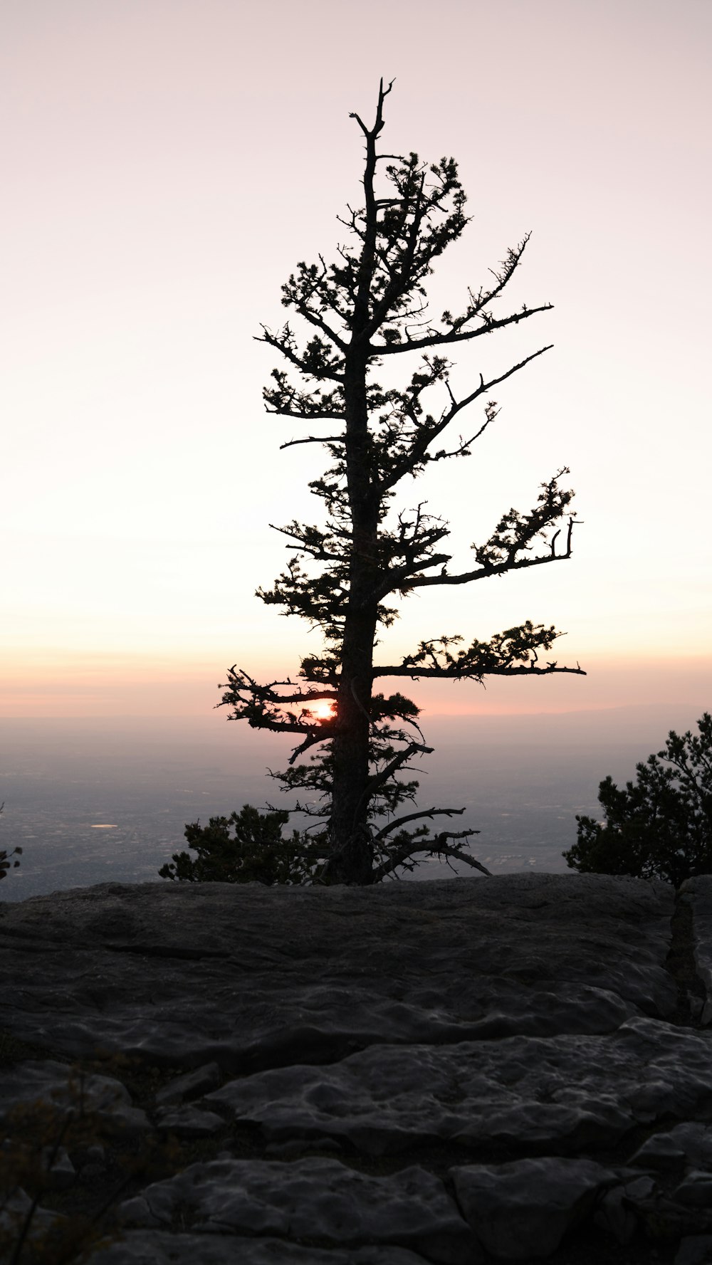 a lone tree on top of a mountain at sunset