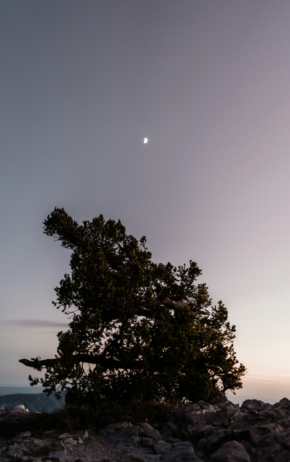 a lone tree on top of a rocky hill