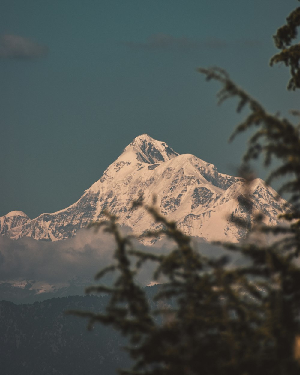 a snow covered mountain is seen through the branches of a tree