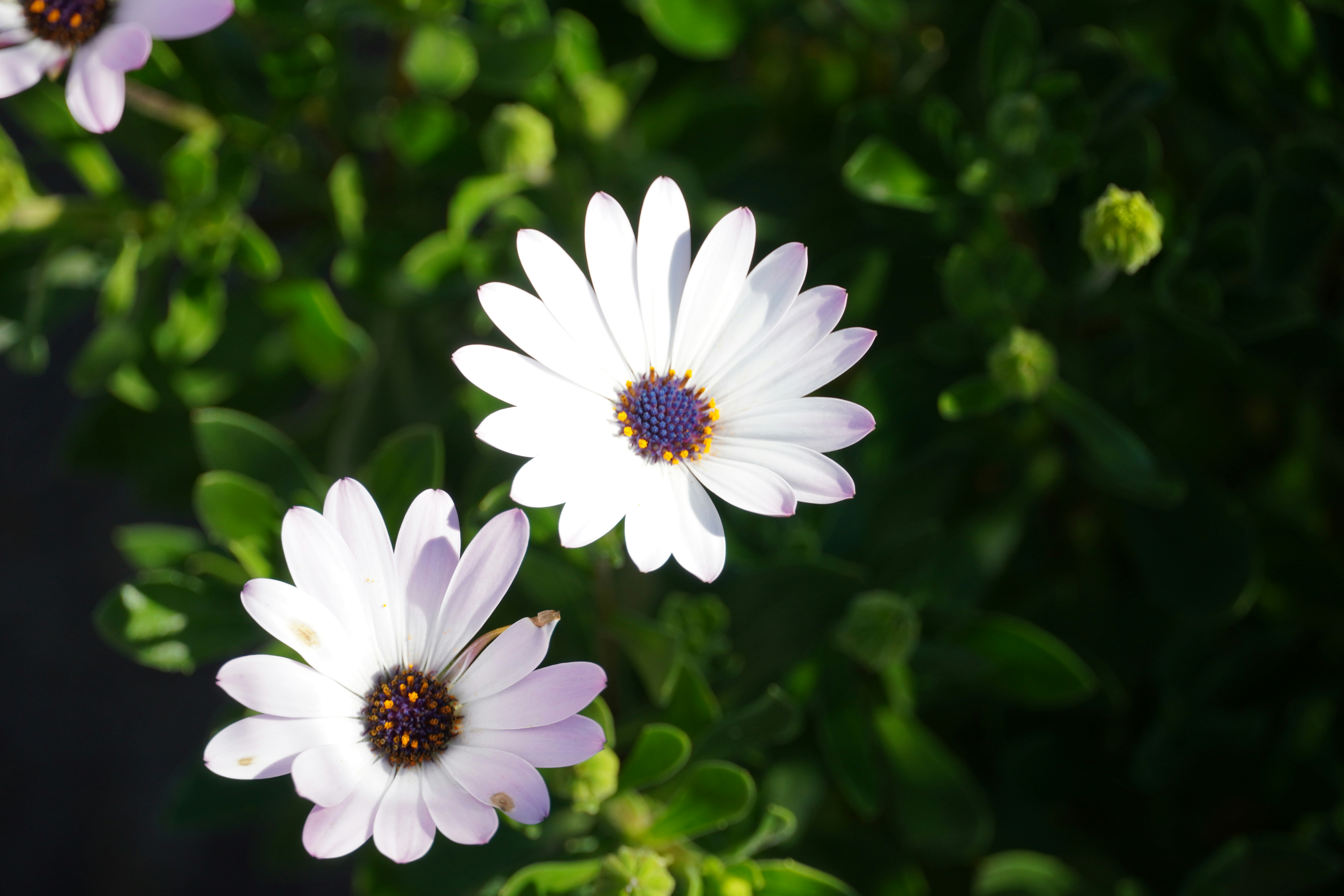 Photo by chapelbeach