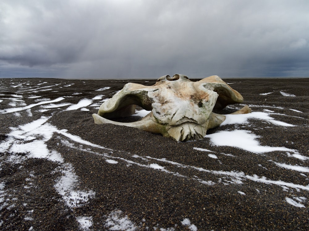 a cow skull laying on top of snow covered ground