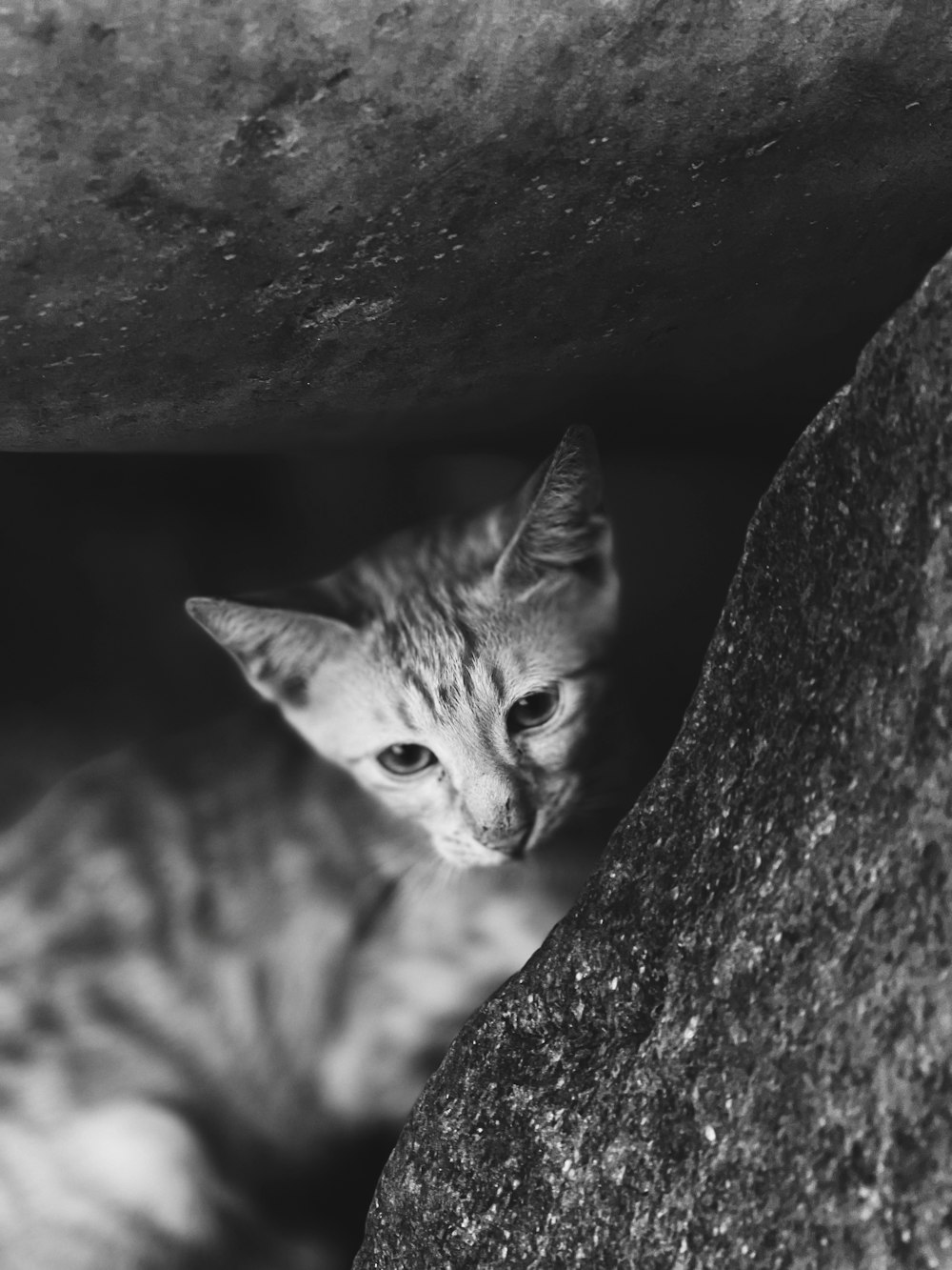 a cat is peeking out from behind a rock