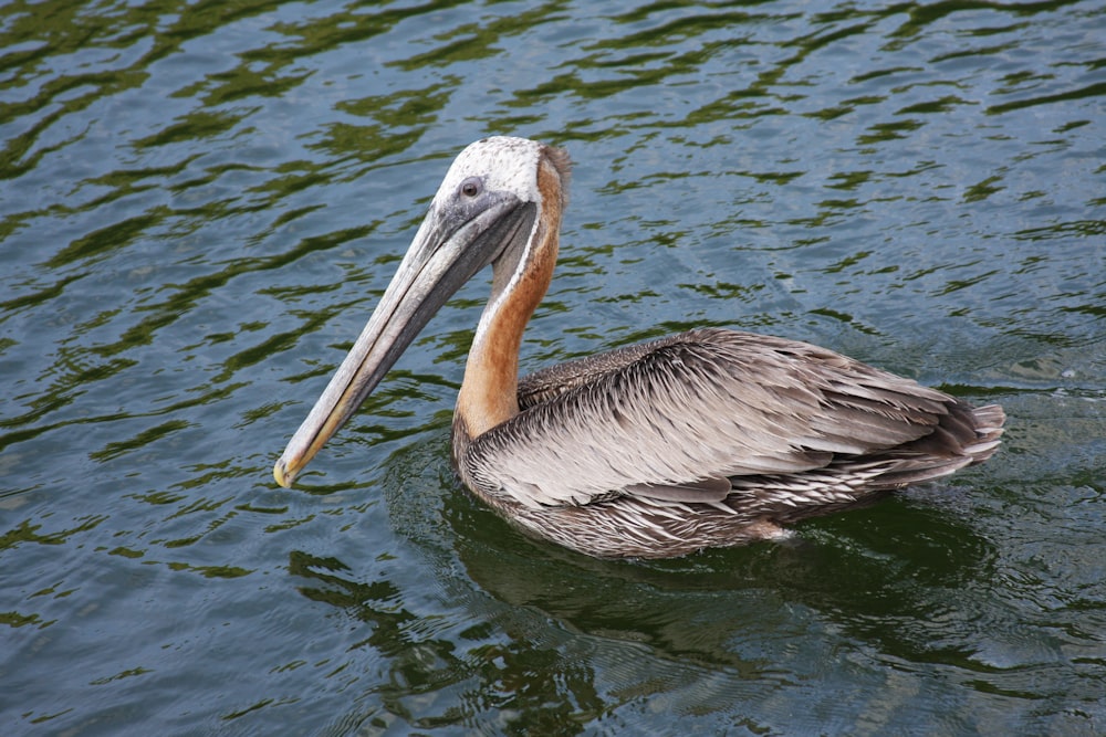 a pelican is swimming in a body of water