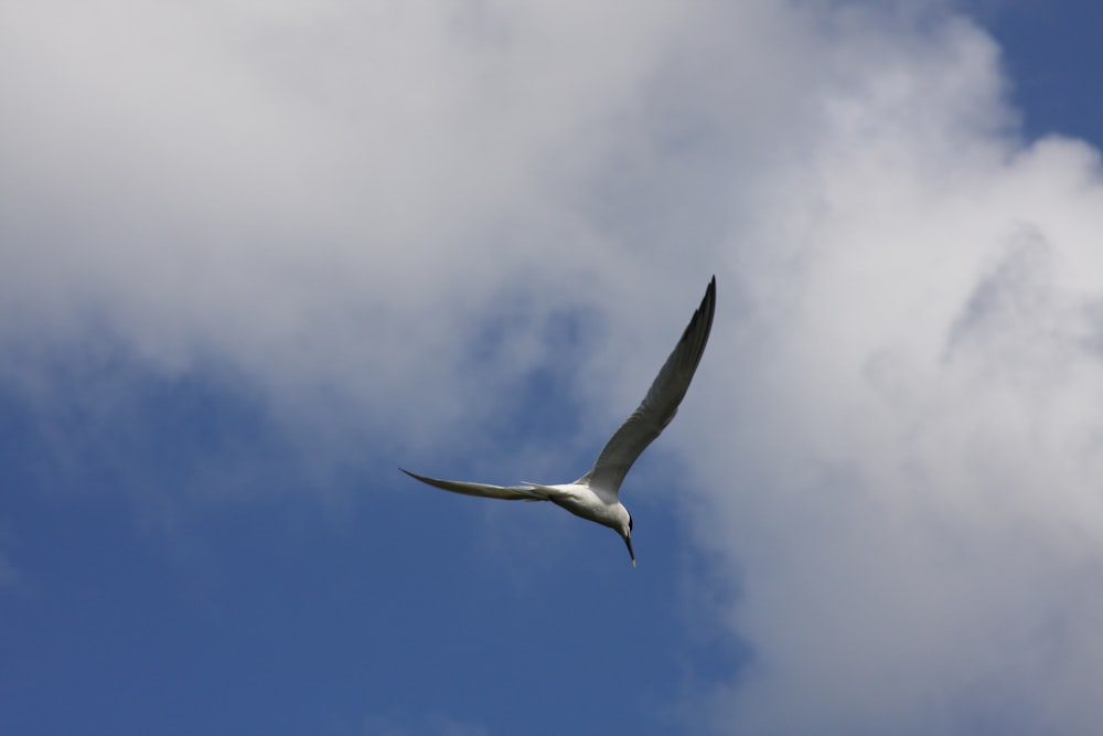 Un gran pájaro blanco volando a través de un cielo azul nublado