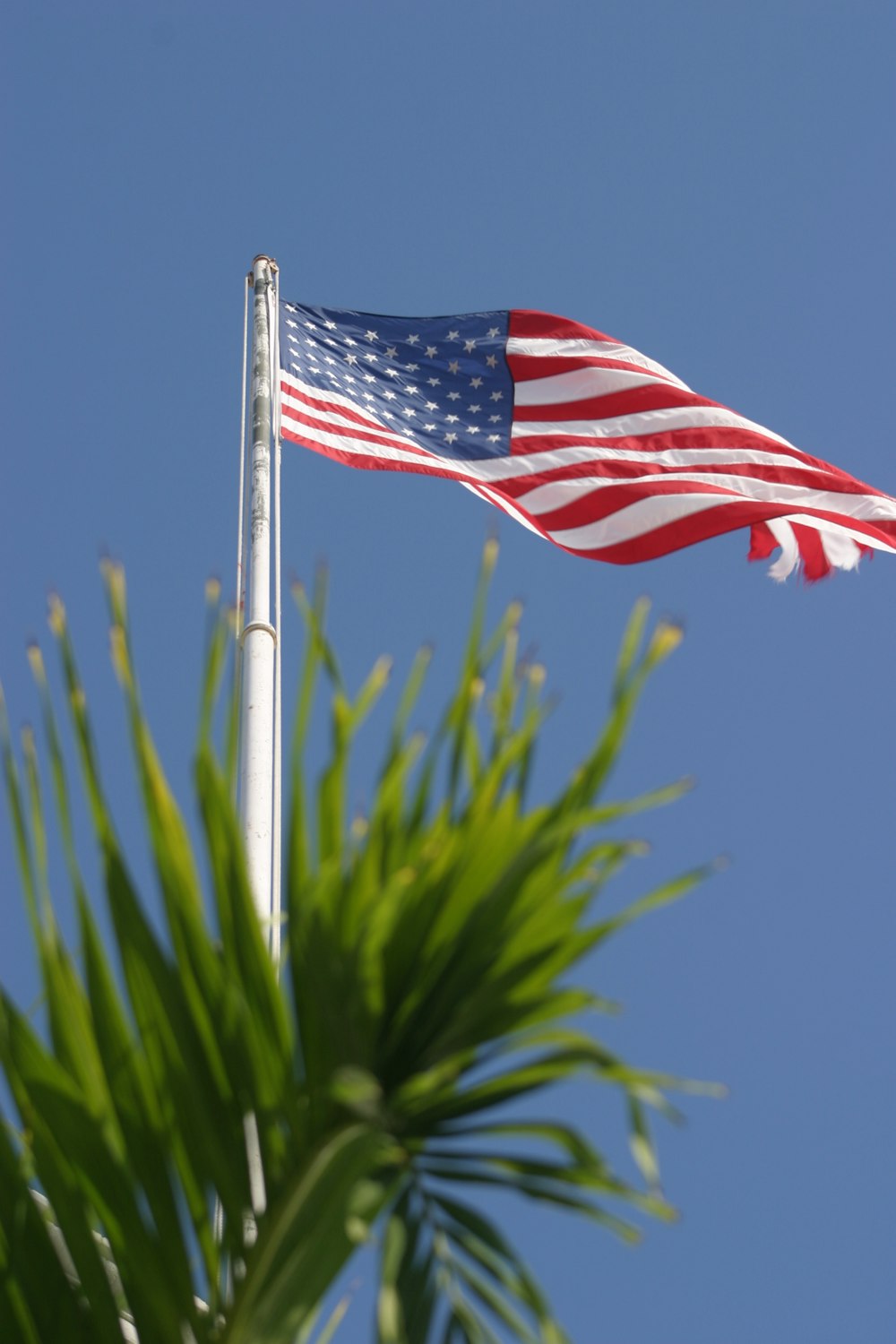 an american flag flying in the wind next to a palm tree