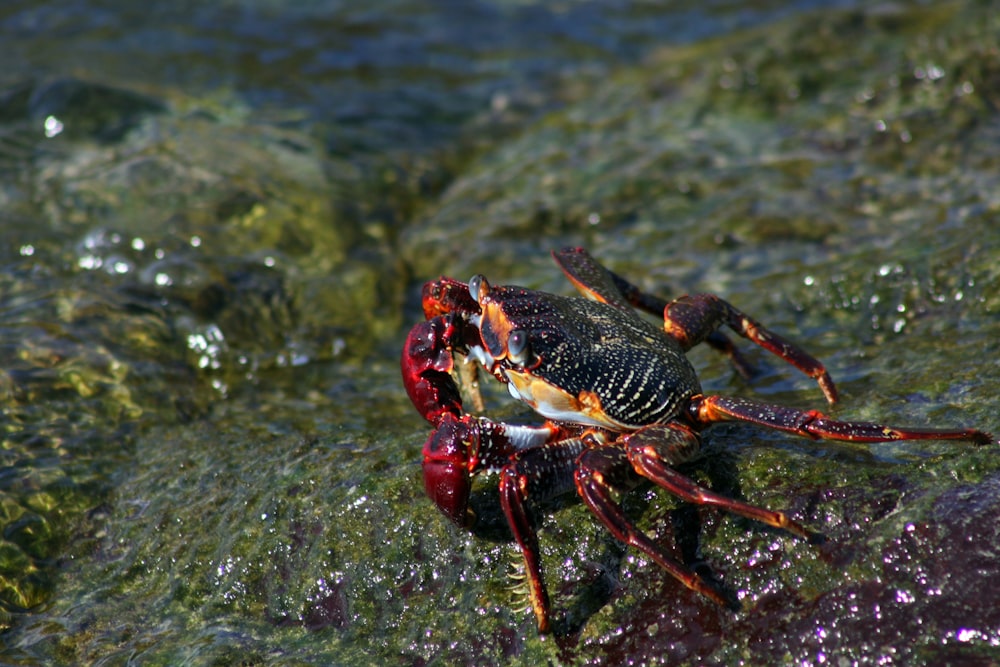 a crab sitting on a rock in the water