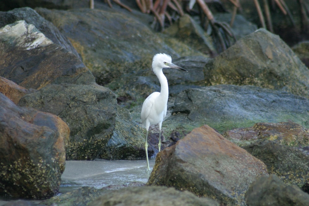 Ein weißer Vogel steht auf einem felsigen Strand