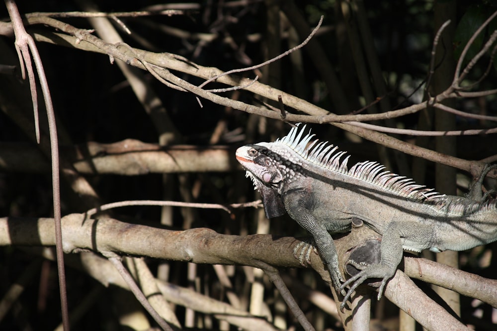 a large lizard sitting on a tree branch