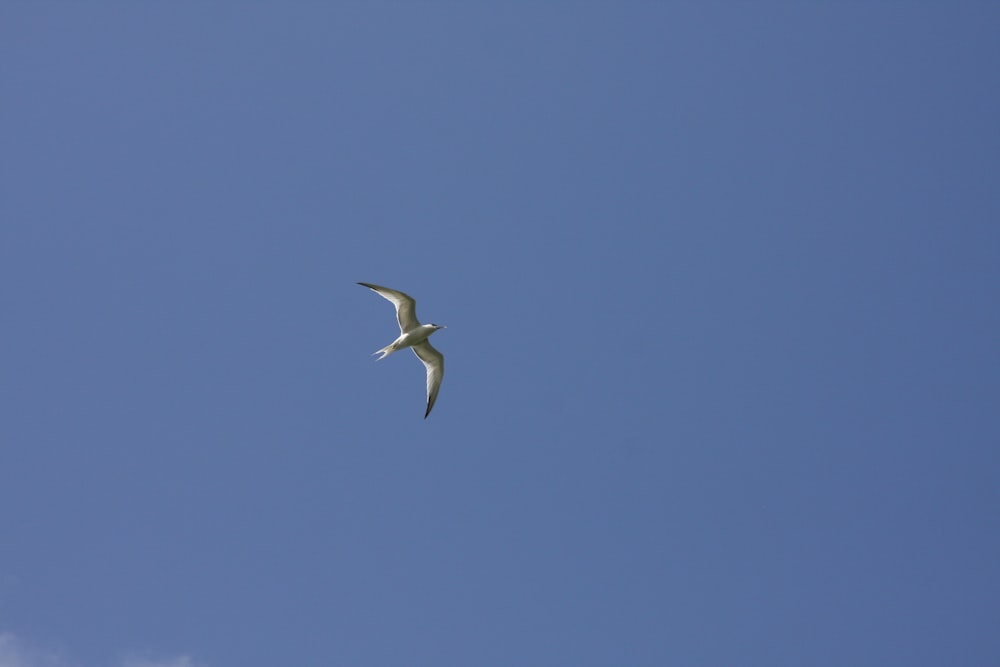 Ein weißer Vogel fliegt am blauen Himmel