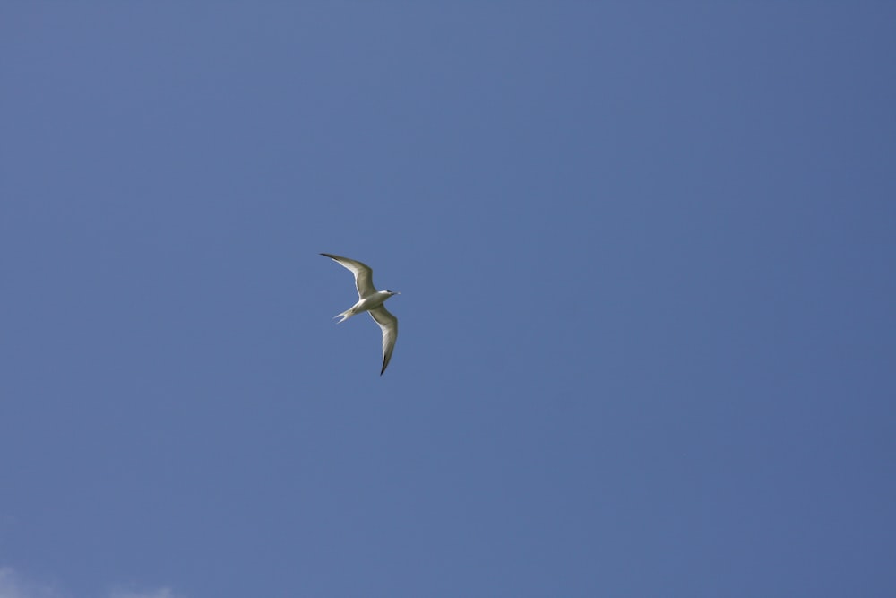 a white bird flying in a blue sky