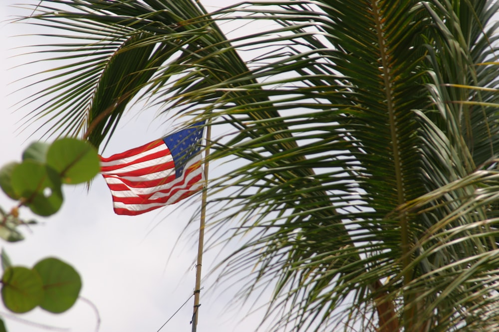 an american flag flying in the wind next to a palm tree