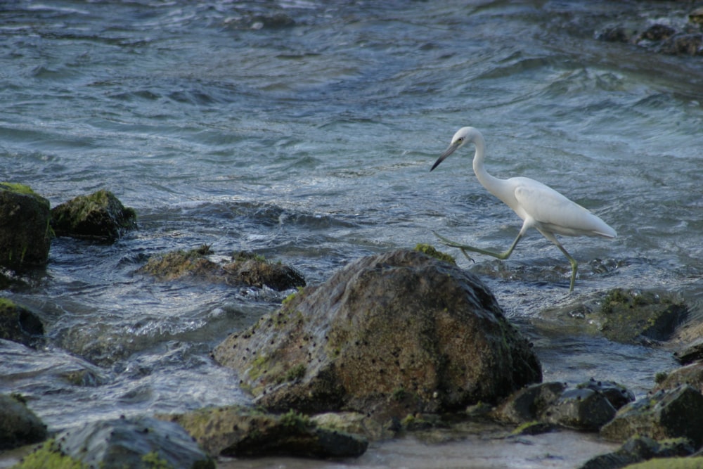 a white bird standing on a rock in the water