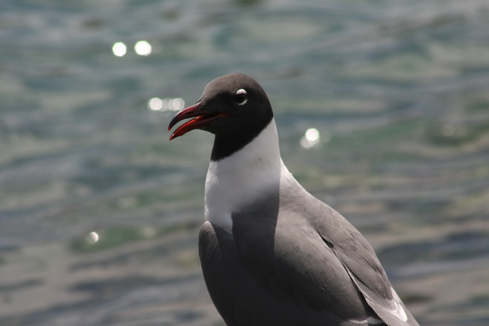a gray and white bird with a red beak