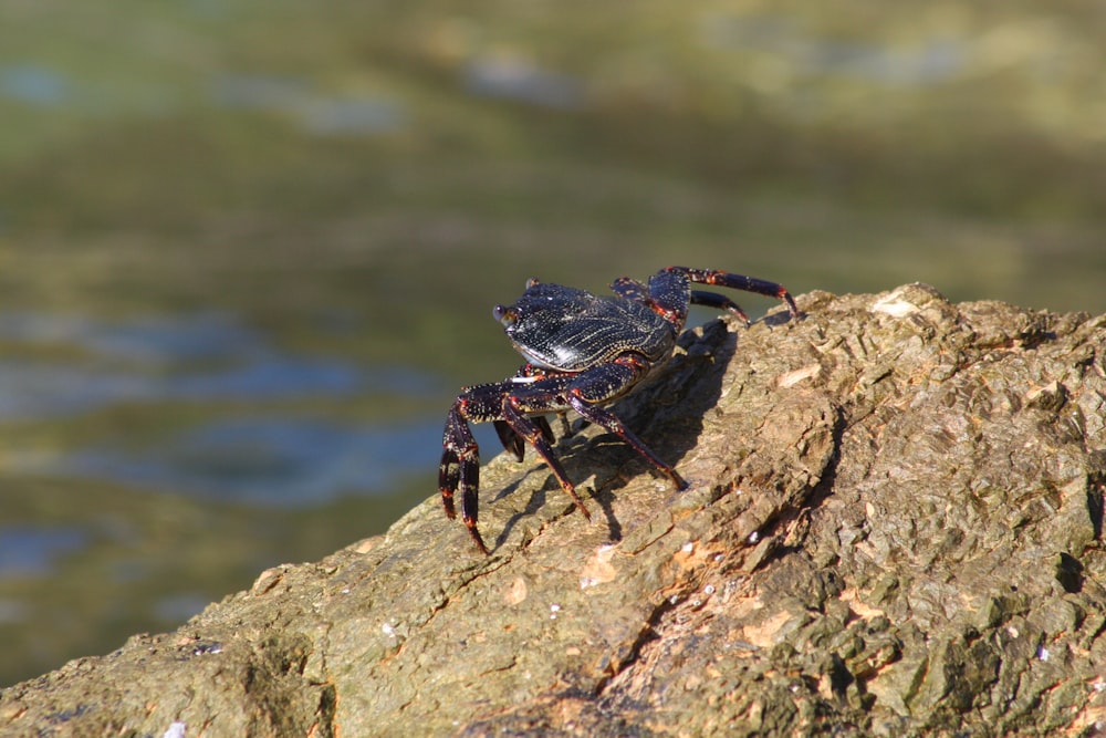 a crab sitting on top of a rock next to a body of water