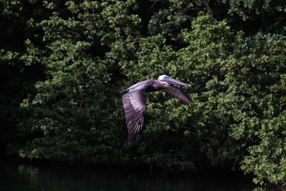 a large bird flying over a body of water