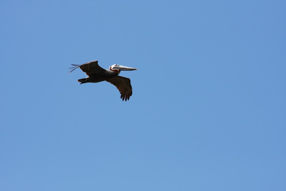 a large bird flying through a blue sky