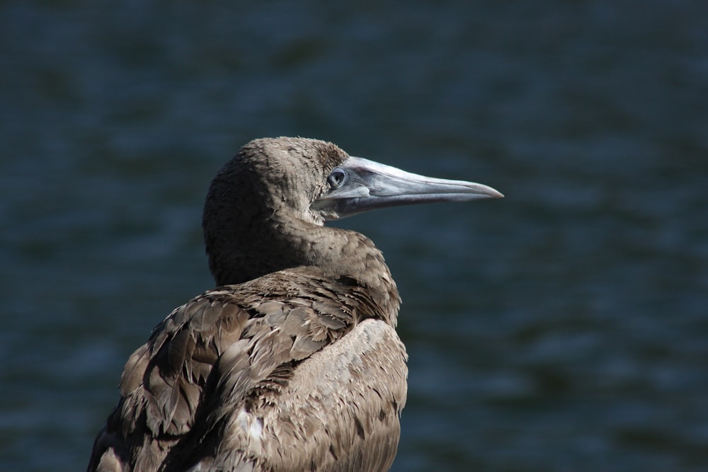 a close up of a bird with a body of water in the background