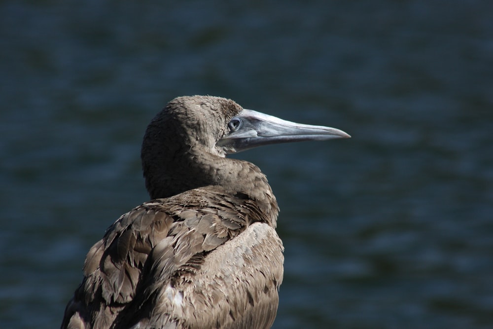 Un primer plano de un pájaro con un cuerpo de agua en el fondo