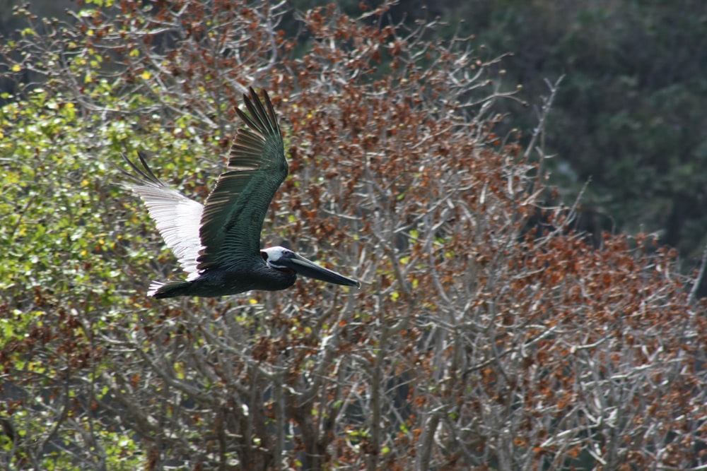 Un gran pájaro volando sobre un bosque lleno de árboles