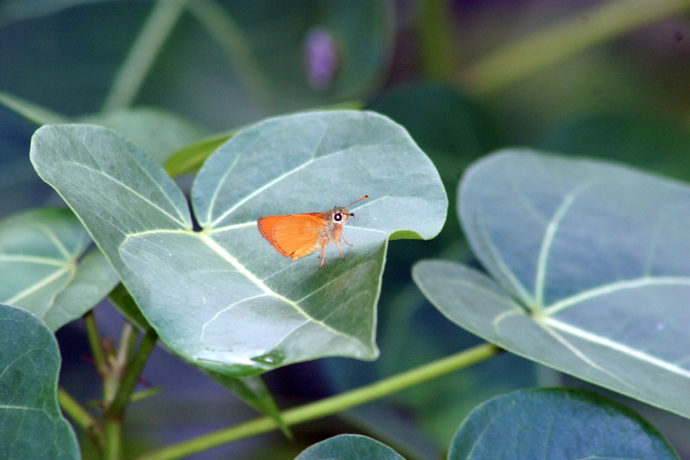 a small orange butterfly sitting on a green leaf