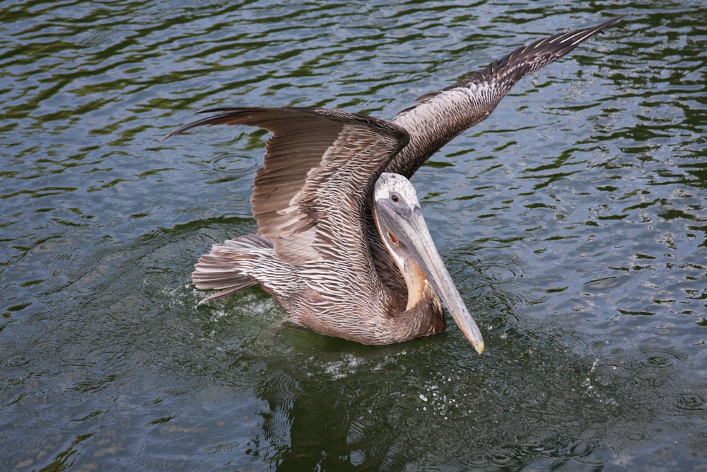 a pelican with its wings spread out in the water
