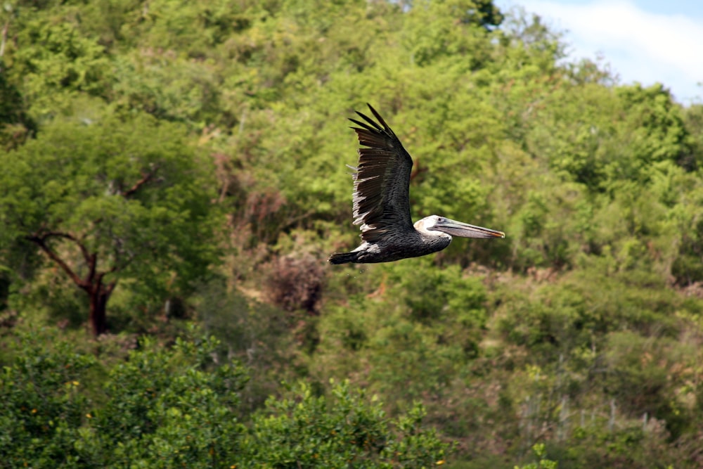 a large bird flying over a lush green forest