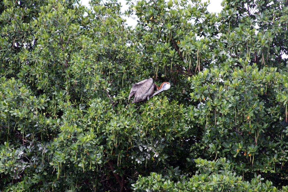 a bird is sitting in a tree in the middle of the forest