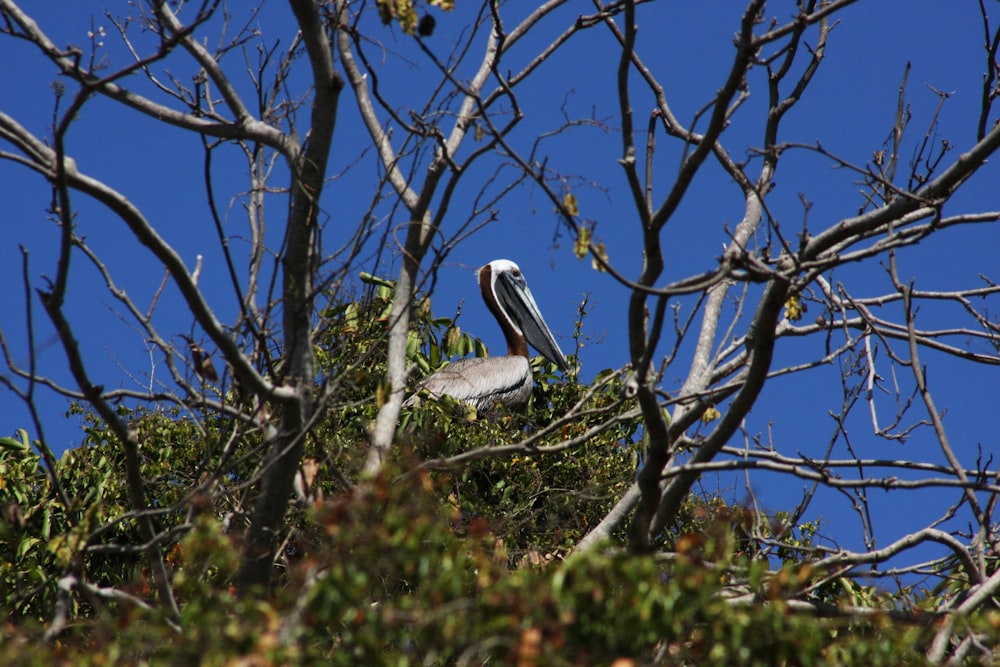 a bird sitting in a tree with a blue sky in the background